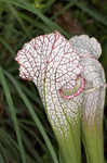 Crimson pitcherplant